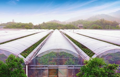 Uso del plástico en el sector agrícola Uso del plástico en el sector agrícola
