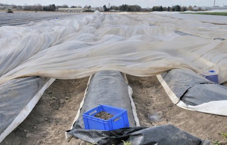 Uso del plástico en el sector agrícola Uso del plástico en el sector agrícola