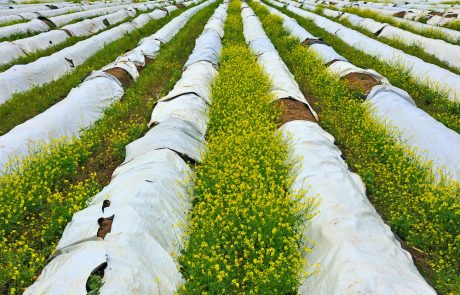 Uso del plástico en el sector agrícola Uso del plástico en el sector agrícola