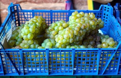 Uso del plástico en el sector agrícola Uso del plástico en el sector agrícola