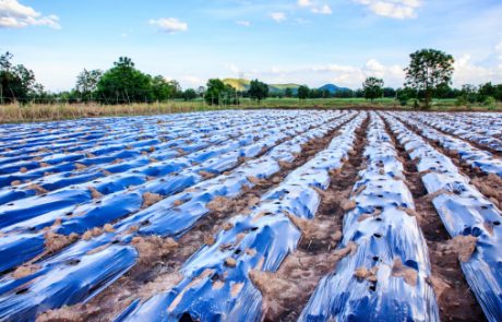 Cubiertas mantillo en el sector agropecuario Cubiertas mantillo en el sector agropecuario