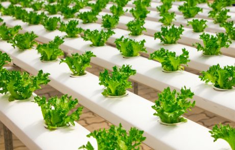 Invernadero Aplicación del plástico en la industria agrícola
