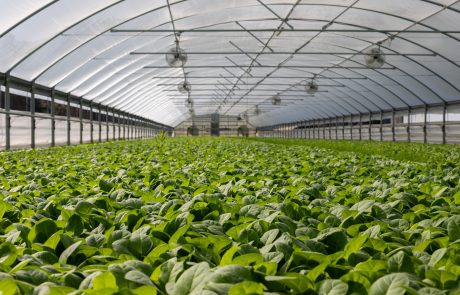 Aplicación del plástico en la industria agrícola Aplicación del plástico en la industria agrícola