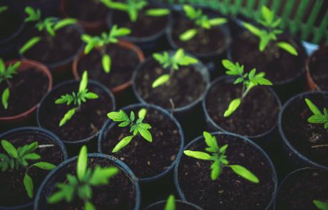 Invernadero Aplicación del plástico en la industria agrícola